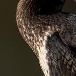 _04B2772 Grand cormoran